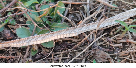 Snake Scale As Zoological Specimen 