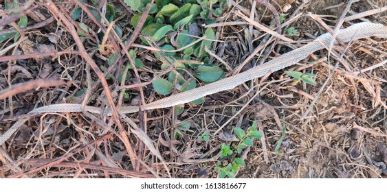 Snake Scale As Zoological Specimen 