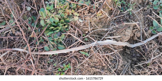 Snake Scale As Zoological Specimen 