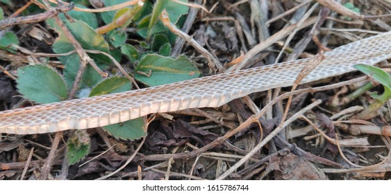 Snake Scale As Zoological Specimen 