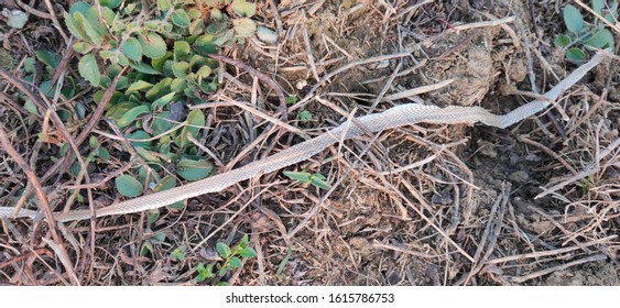 Snake Scale As Zoological Specimen 