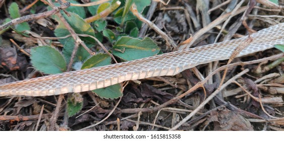 Snake Scale As Zoological Specimen 