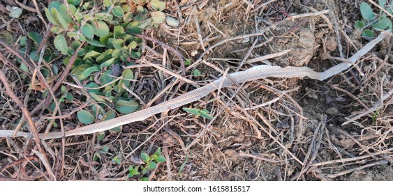 Snake Scale As Zoological Specimen 