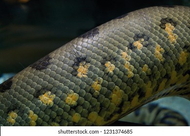 
Snake Scales, Green Anaconda