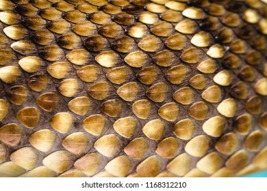 Snake Scales, High Resolution Snake Photography, Details In Macro Photography Of Snakes