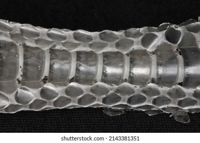 Snake Shed Skin On Dark Background.