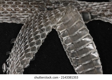 Snake Shed Skin On Dark Background.