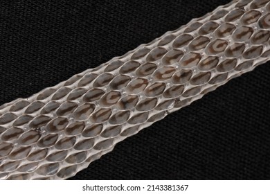 Snake Shed Skin On Dark Background.