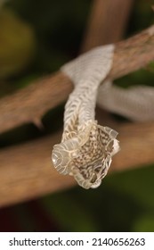 Snake Shed Skin On Tree Branches.