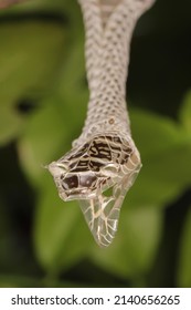 Snake Shed Skin On Tree Branches.