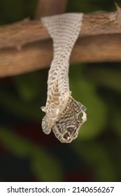 Snake Shed Skin On Tree Branches.