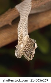 Snake Shed Skin On Tree Branches.