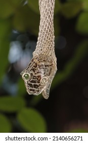 Snake Shed Skin On Tree Branches.