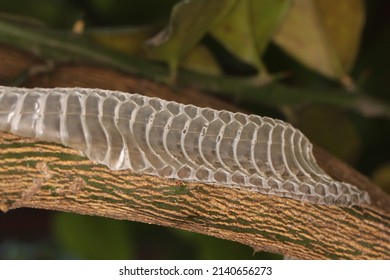 Snake Shed Skin On Tree Branches.