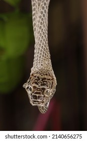 Snake Shed Skin On Tree Branches.