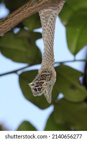 Snake Shed Skin On Tree Branches.