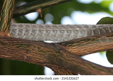 Snake Shed Skin On Tree Branches.