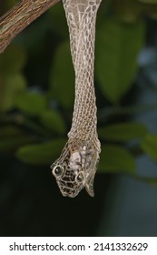 Snake Shed Skin On Tree Branches.