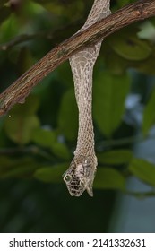 Snake Shed Skin On Tree Branches.