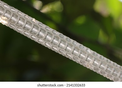 Snake Shed Skin On Tree Branches.