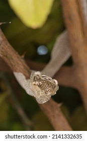 Snake Shed Skin On Tree Branches.