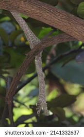 Snake Shed Skin On Tree Branches.