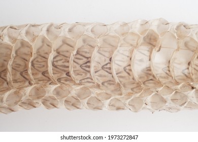 1,393 Shed Snake Skin Images, Stock Photos & Vectors | Shutterstock