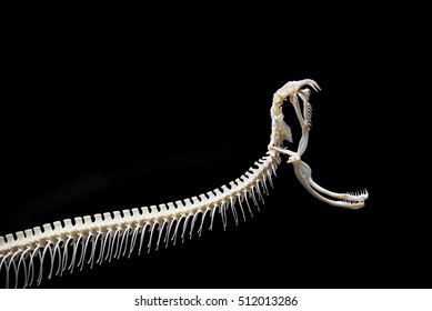 Snake Skeleton On Black Isolated Background