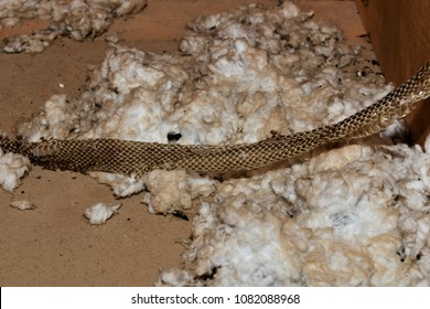 Snake Skin In Attic On Blown Insulation