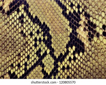 11,604 Gold snake skin Images, Stock Photos & Vectors | Shutterstock