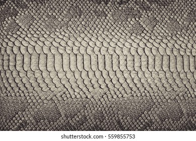 Snake Skin Background. Close Up.