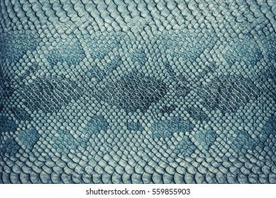 Snake Skin Background. Close Up.