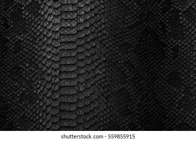 Snake skin background. Close up.