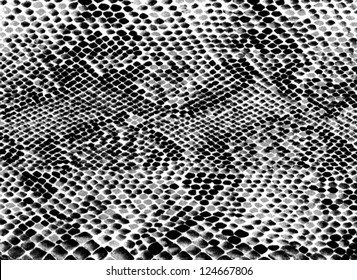 36,642 Snake skin black and white Images, Stock Photos & Vectors ...