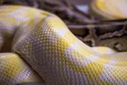 Abstract pink snake, an Animal Photo by KYNA STUDIO