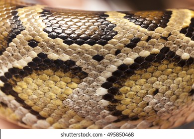 Snake Skin Close Up