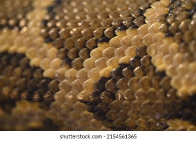 Snake Skin Close Up Texture