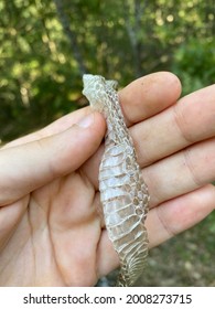 Snake Skin. An Impressive Photo