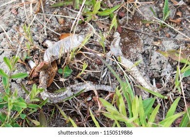 Snake Skin, Possibly Of The Common Viper, Blends In At Kökar, A Municipality Of The Åland Islands, Finland.