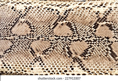 Snake Skin Python