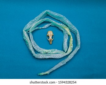 Snake Skin And Rat Skull Exchange, Ecdysis, Snakes, Reptiles.