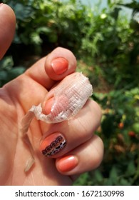 Snake skin remaining after molting. the skin of a snake in the hands of a woman.