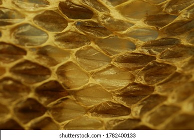 Snake Skin Shed Scales Close-up, Texture