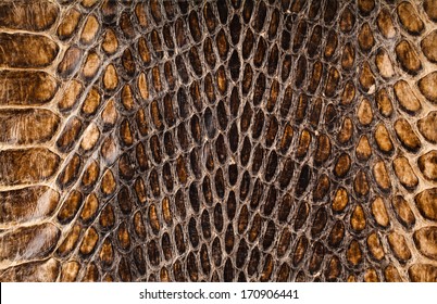 18,740 Anaconda skin Images, Stock Photos & Vectors | Shutterstock