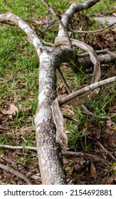 Snake Skin That Had Been Shed