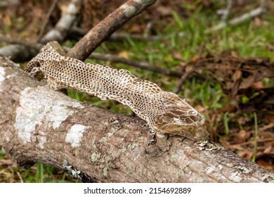 Snake Skin That Had Been Shed