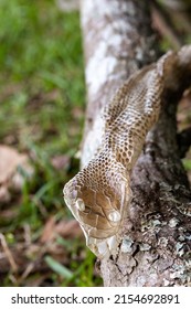 Snake Skin That Had Been Shed