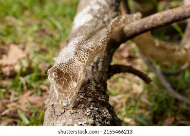 Snake Skin That Had Been Shed