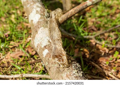 Snake Skin That Had Been Shed