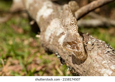 Snake Skin That Had Been Shed